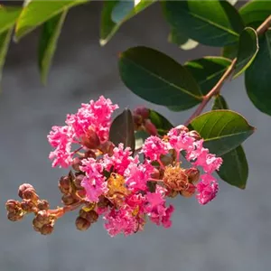 Lagerstroemia indica &#39;Rhapsody in Pink&#39;&#174;