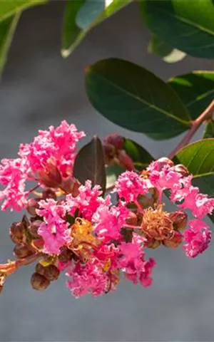 Lagerstroemia indica 'Rhapsody in Pink'®