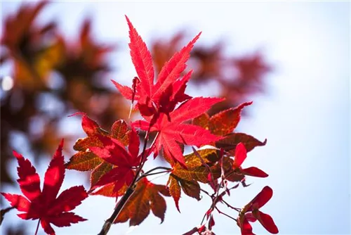 Roter Fächerahorn 'Atropurpureum' - Acer palmatum 'Atropurpureum' - Ziergehölze