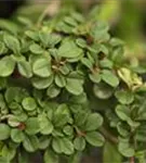 Kriechmispel 'Eichholz' - Cotoneaster radicans 'Eichholz'