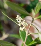 Olivenbaum - Olea europaea CAC - Formgehölze