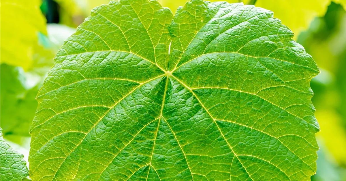 Vitis 'Venus', Tafeltraube 'Venus' Semper Verde Pflanzenzentrum