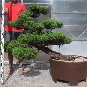 Juniperus chin.&#39;Kaizuka&#39;