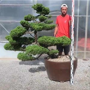 Juniperus chin.&#39;Kaizuka&#39;