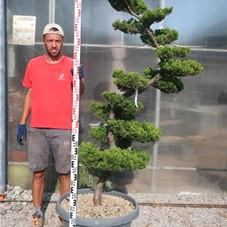 Juniperus chinensis, Gartenbonsai NPbkN6 - 170