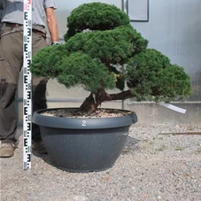 Juniperus chinensis, Gartenbonsai Y2 - 80