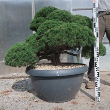 Juniperus chinensis, Gartenbonsai Y4 - 80