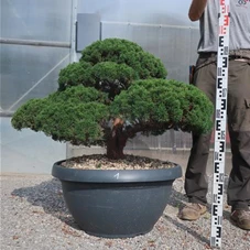 Juniperus chinensis, Gartenbonsai Y1 - 80