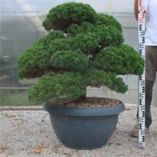 Juniperus chinensis, Gartenbonsai Y19 - 80