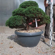 Juniperus chinensis, Gartenbonsai Y21 - 80