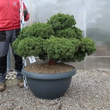 Juniperus chinensis, Gartenbonsai Y3 - 80