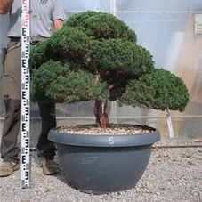 Juniperus chinensis, Gartenbonsai Y5 - 80