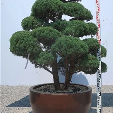 Juniperus chinensis, Gartenbonsai Y11 - 130