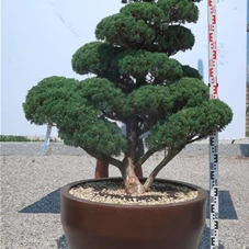 Juniperus chinensis, Gartenbonsai Y24 - 140