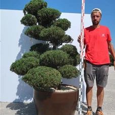 Juniperus chinensis, Gartenbonsai Y7 - 140
