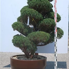Juniperus chinensis, Gartenbonsai Y8 - 160