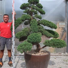 Juniperus chinensis, Gartenbonsai T48n2 - 150