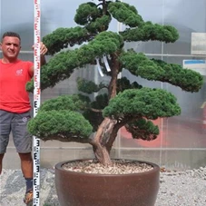 Juniperus chinensis, Gartenbonsai T48n5 - 160