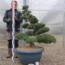 Juniperus chinensis, Gartenbonsai NPC - 100
