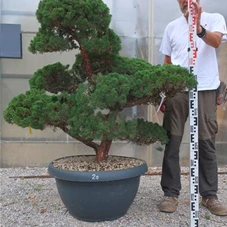 Juniperus chinensis, Gartenbonsai Y20 - 80