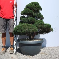 Juniperus chinensis, Gartenbonsai Y9 - 110