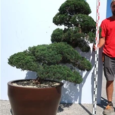 Juniperus chinensis, Gartenbonsai Y22 - 130