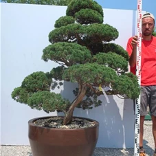 Juniperus chinensis, Gartenbonsai Y25 - 130