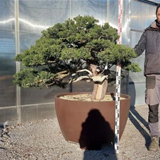 Juniperus chinensis, Gartenbonsai F23 - 90