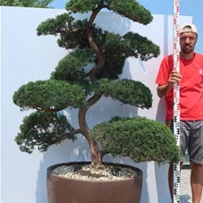 Juniperus chinensis, Gartenbonsai Y57 - 170