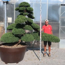 Juniperus chinensis, Gartenbonsai S6n2 - 150