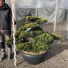 Pinus pentaphylla, Gartenbonsai NP23A - 80