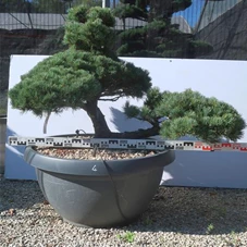 Pinus pentaphylla, Gartenbonsai SKn4 - 120