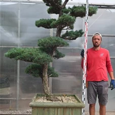 Pinus pentaphylla, Gartenbonsai Y16 - 220