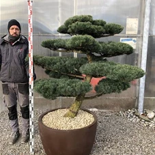Pinus pentaphylla, Gartenbonsai NP23n1 - 130