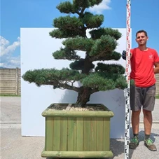 Pinus pentaphylla, Gartenbonsai YB144 - 160