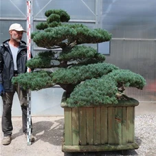 Pinus pentaphylla, Gartenbonsai YB178 - 100