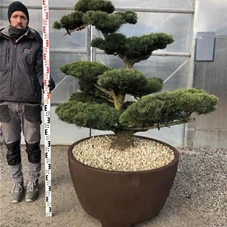 Pinus pentaphylla, Gartenbonsai NP23n2 - 120