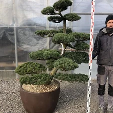 Pinus pentaphylla, Gartenbonsai NP23n3 - 130
