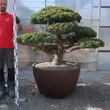 Pinus pentaphylla, Gartenbonsai YT23 - 90