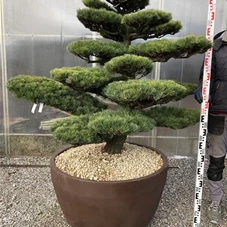 Pinus pentaphylla, Gartenbonsai NP23n6 - 120