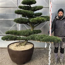 Pinus pentaphylla, Gartenbonsai NP23n7 - 130