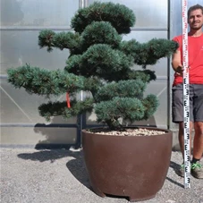 Pinus pentaphylla, Gartenbonsai T75n1 - 120