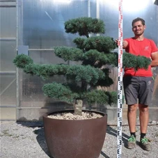 Pinus pentaphylla, Gartenbonsai T75n2 - 110