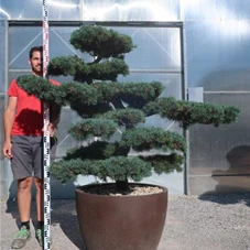 Pinus pentaphylla, Gartenbonsai T75n4 - 140