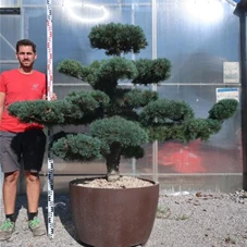 Pinus pentaphylla, Gartenbonsai T75n5 - 140