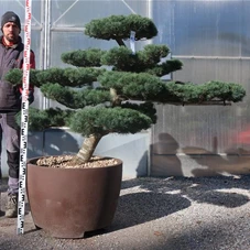 Pinus pentaphylla, Gartenbonsai T75n6 - 120