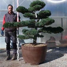 Pinus pentaphylla, Gartenbonsai T75n8 - 140