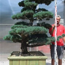 Pinus pentaphylla, Gartenbonsai Y26 - 190