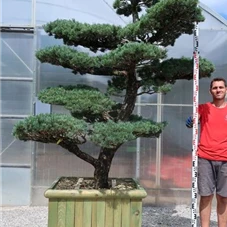 Pinus pentaphylla, Gartenbonsai Y14 - 210