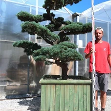 Pinus pentaphylla, Gartenbonsai YT13 - 180